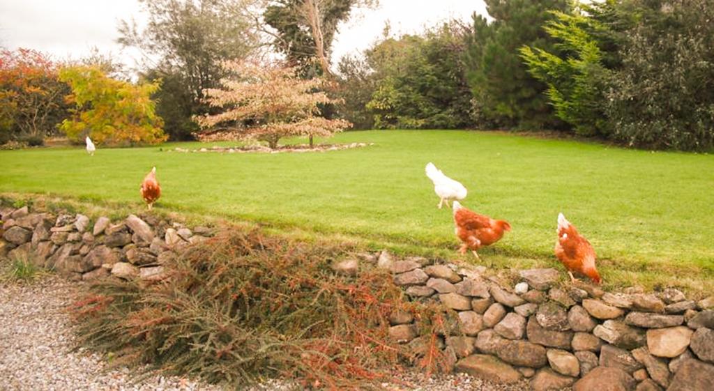 The Well Meadow B&B Nenagh Buitenkant foto